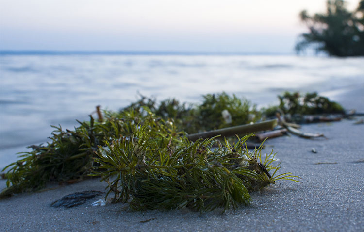 SEAWEED: MUCH MORE THAN A CURRENT FASHION
