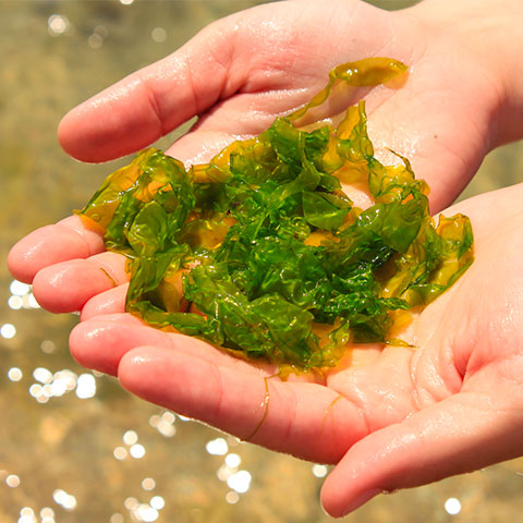 las algas en la salud